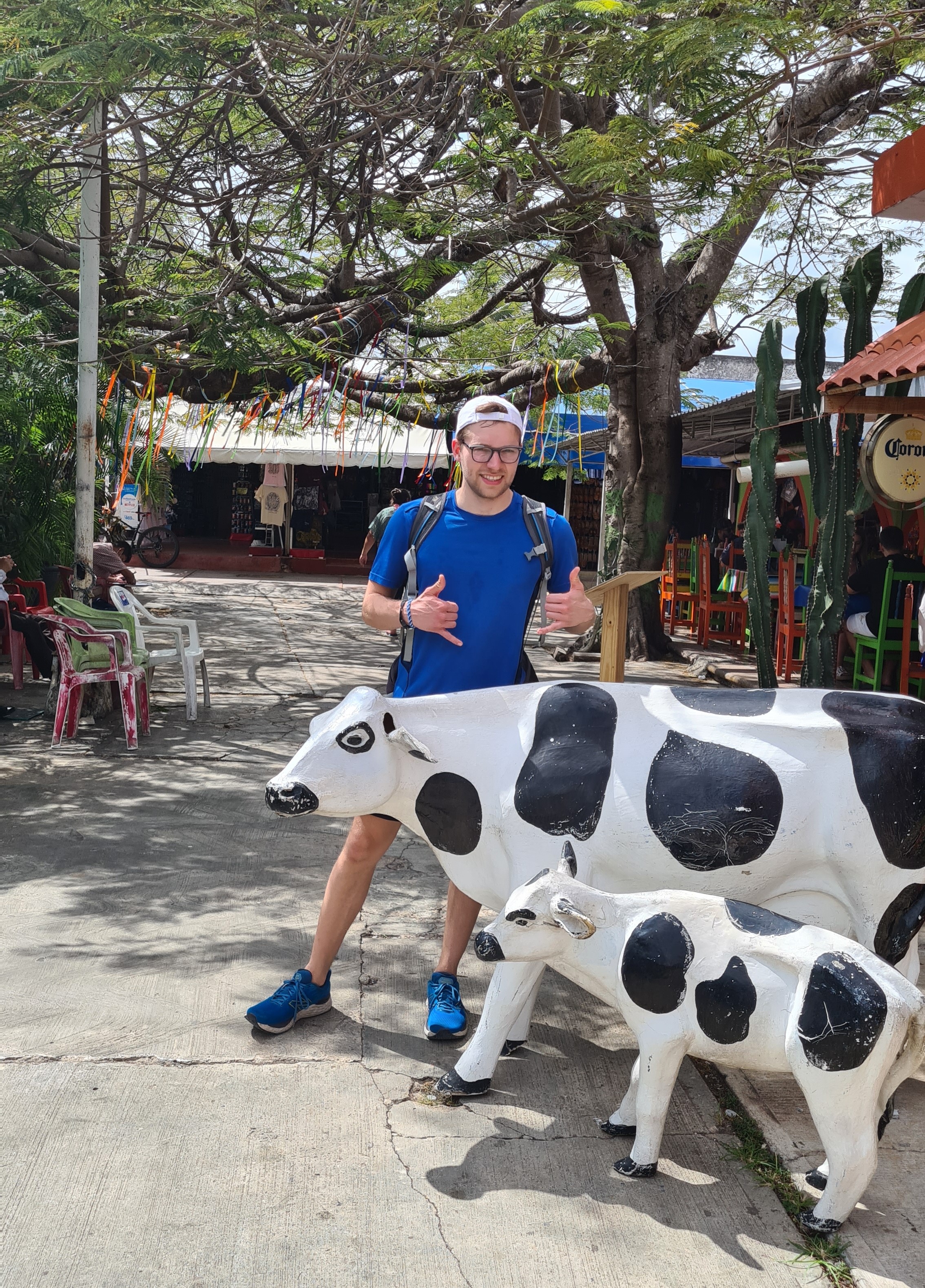 Cancun Max und Milchkühe