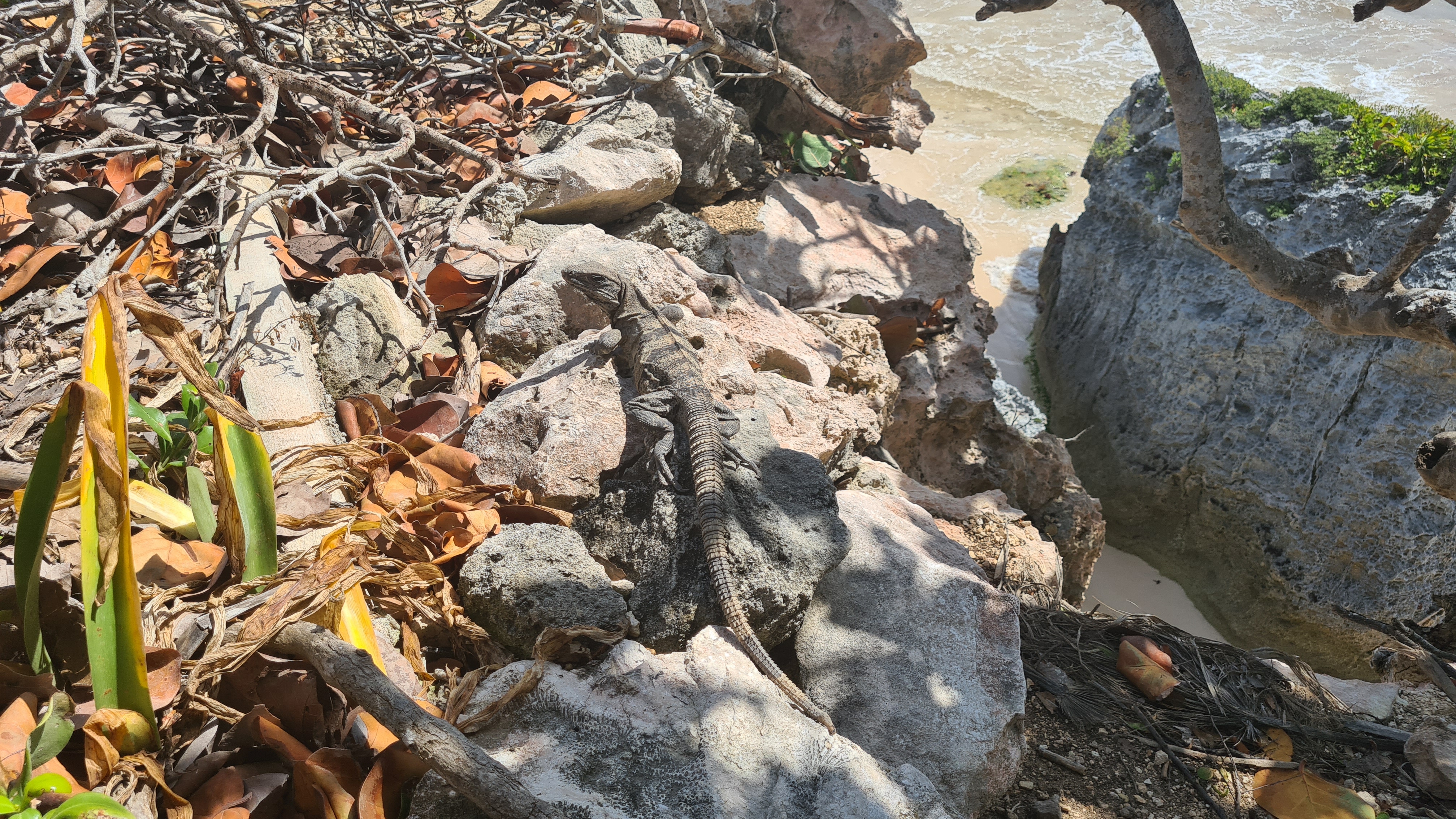 Tulum Leguan