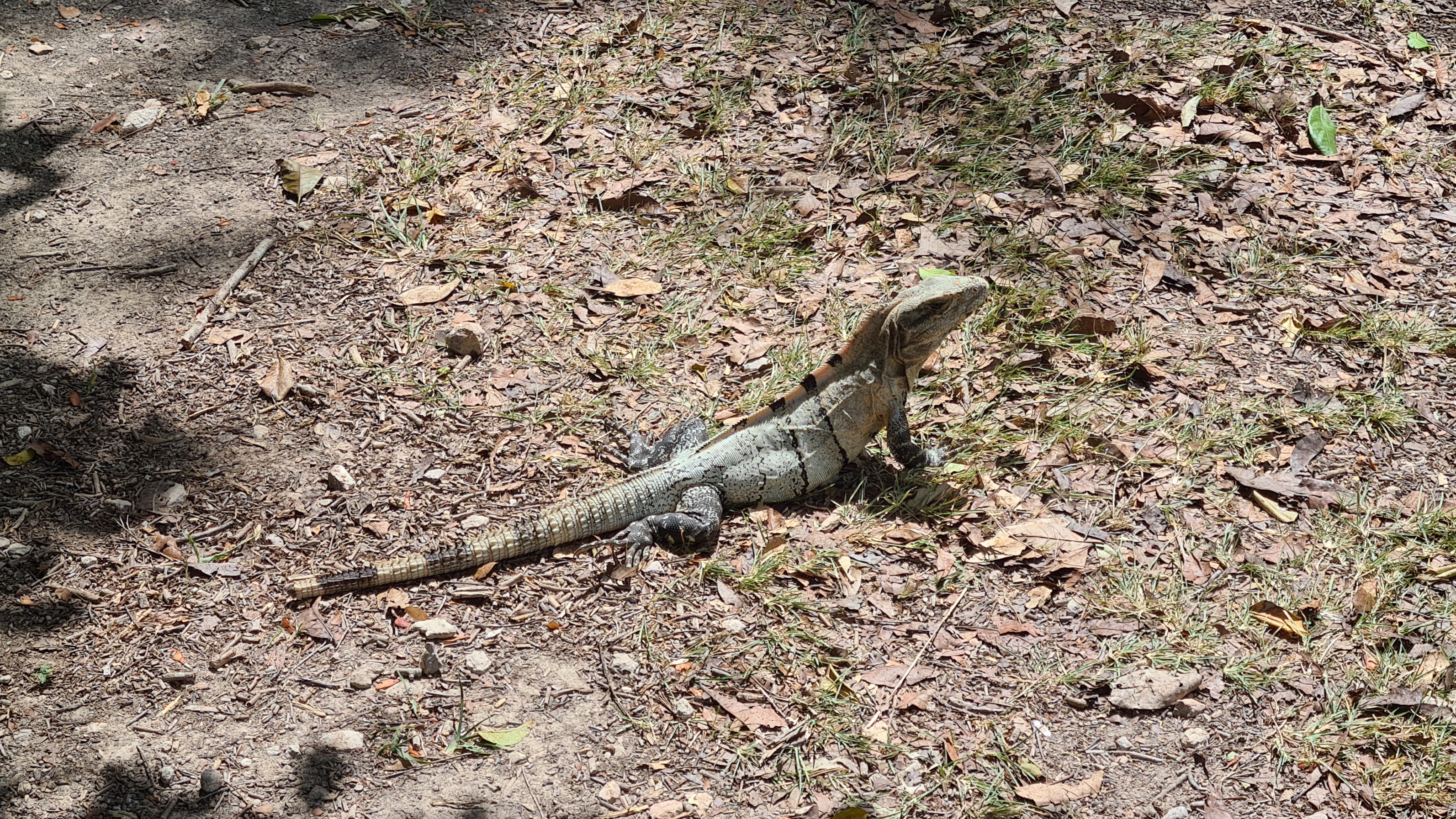 Leguan