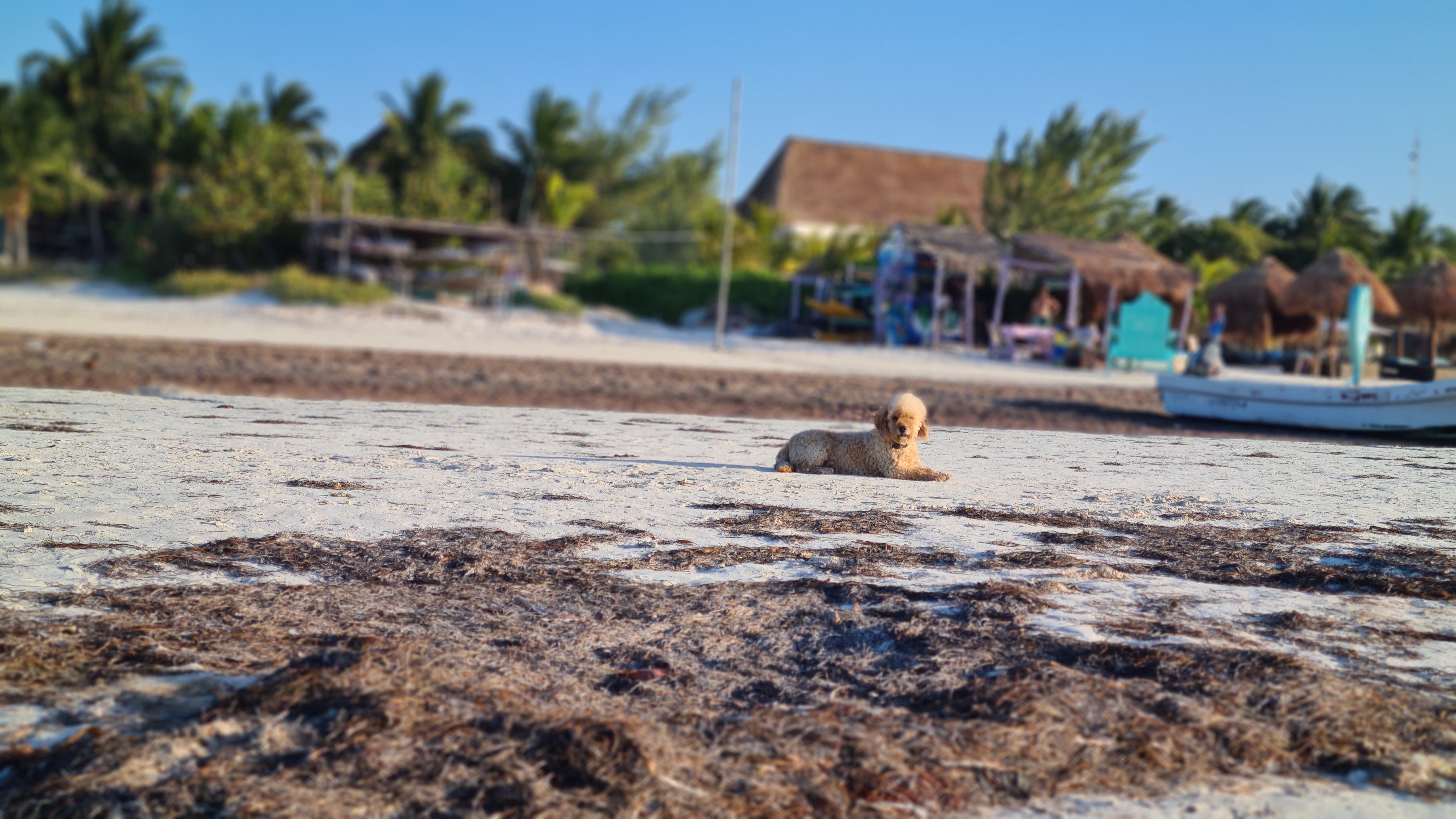 Hund am Strand