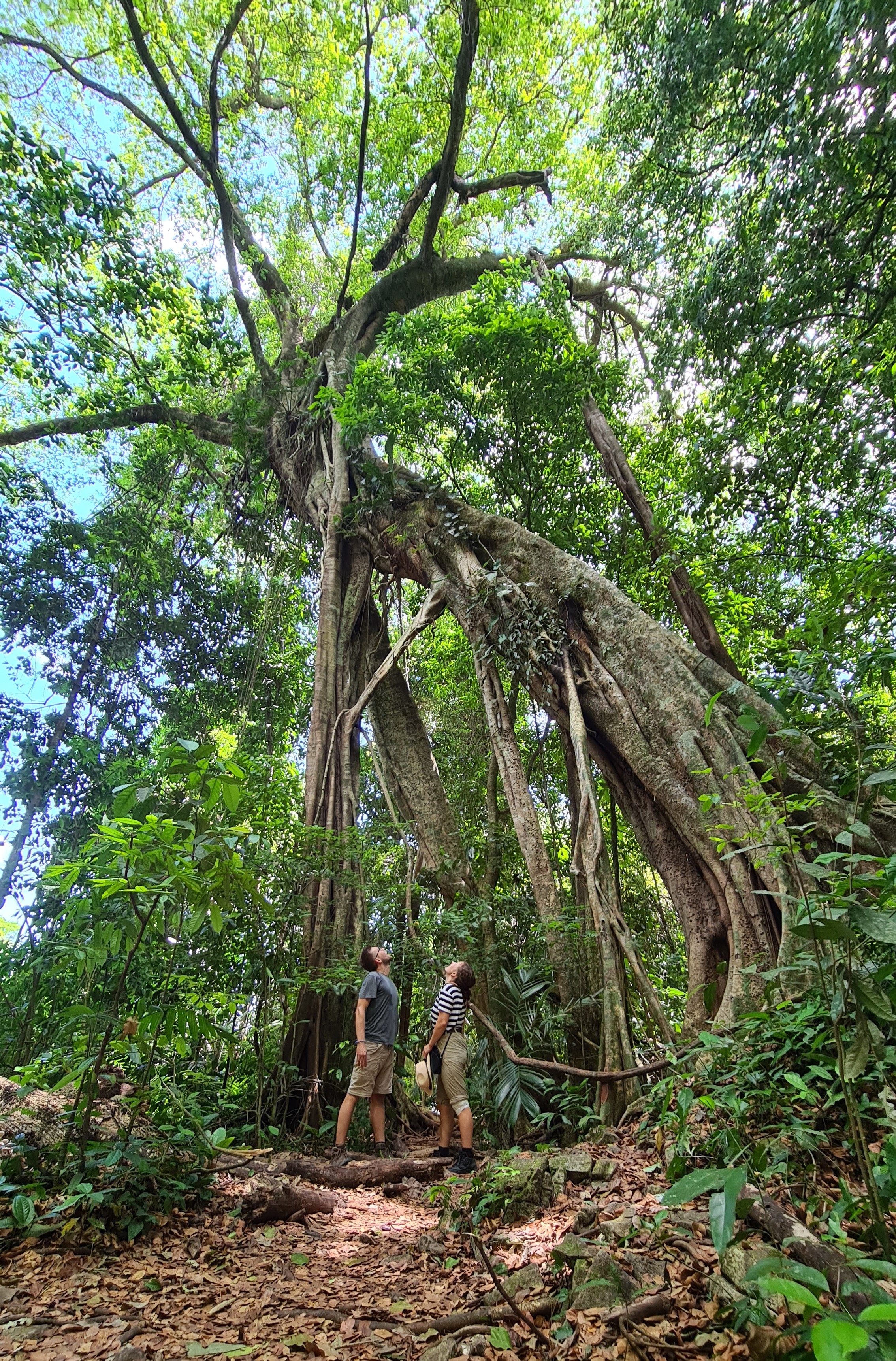 the huge pair tree