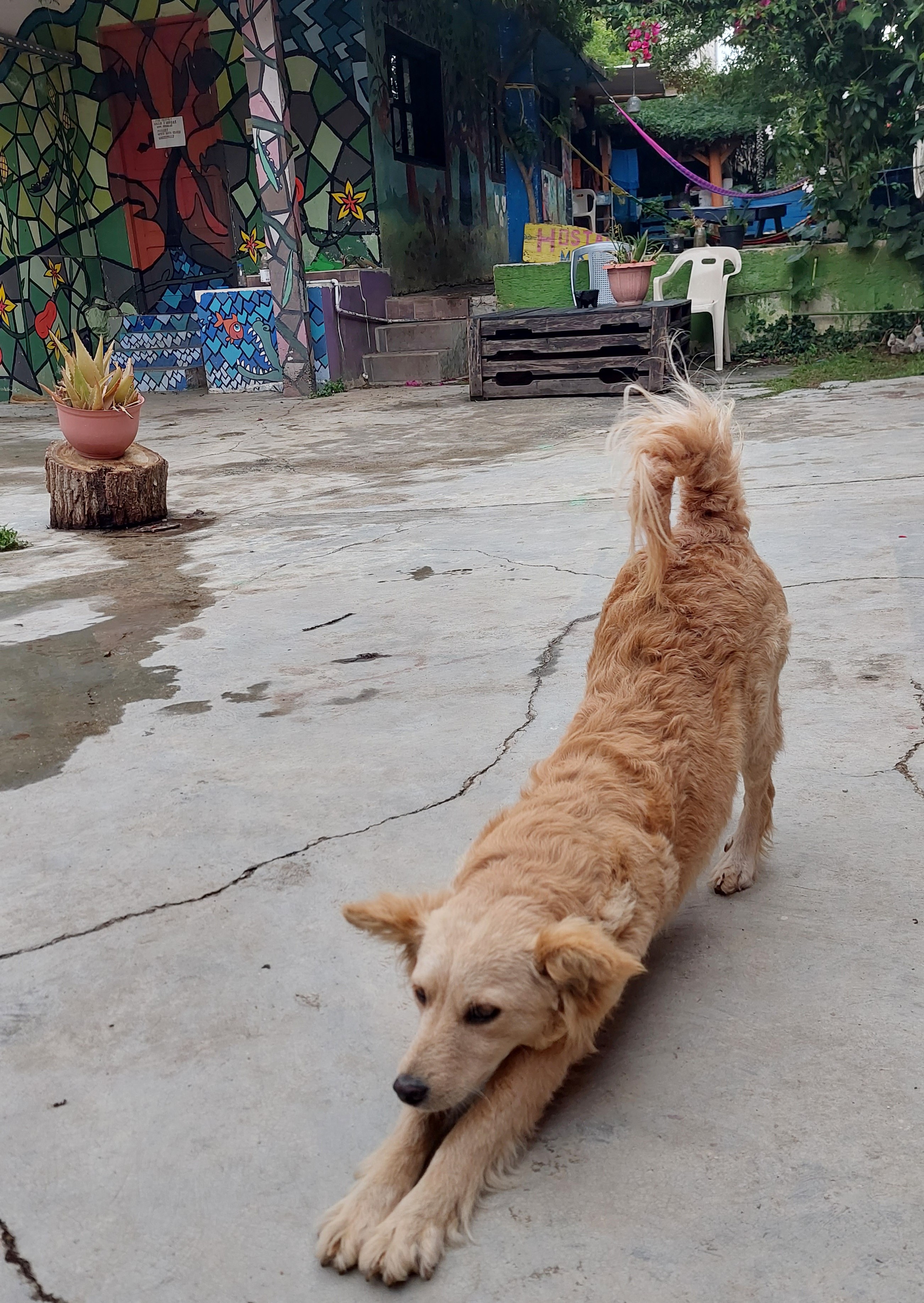 Hostelhund