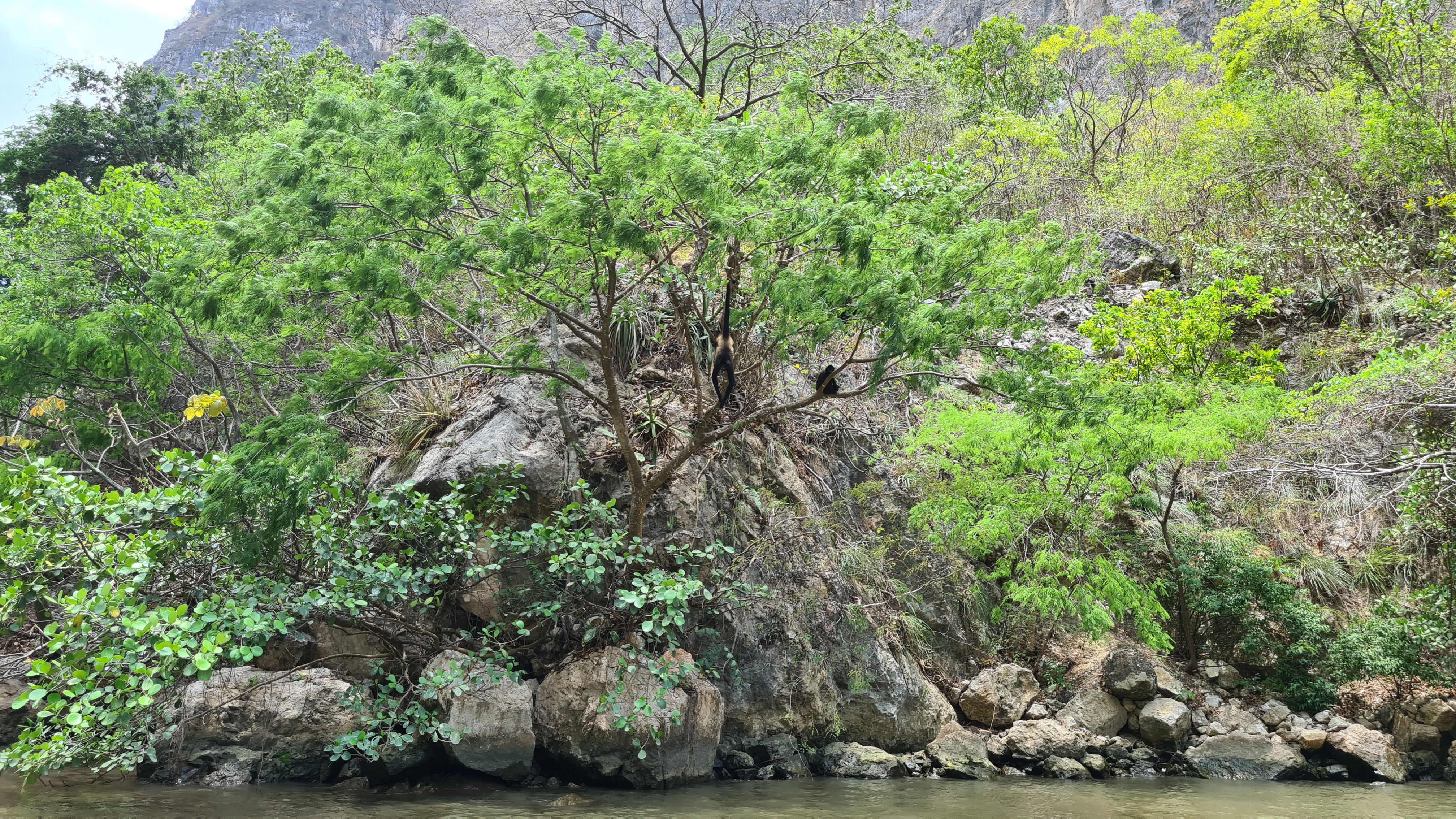 Canyon Affen