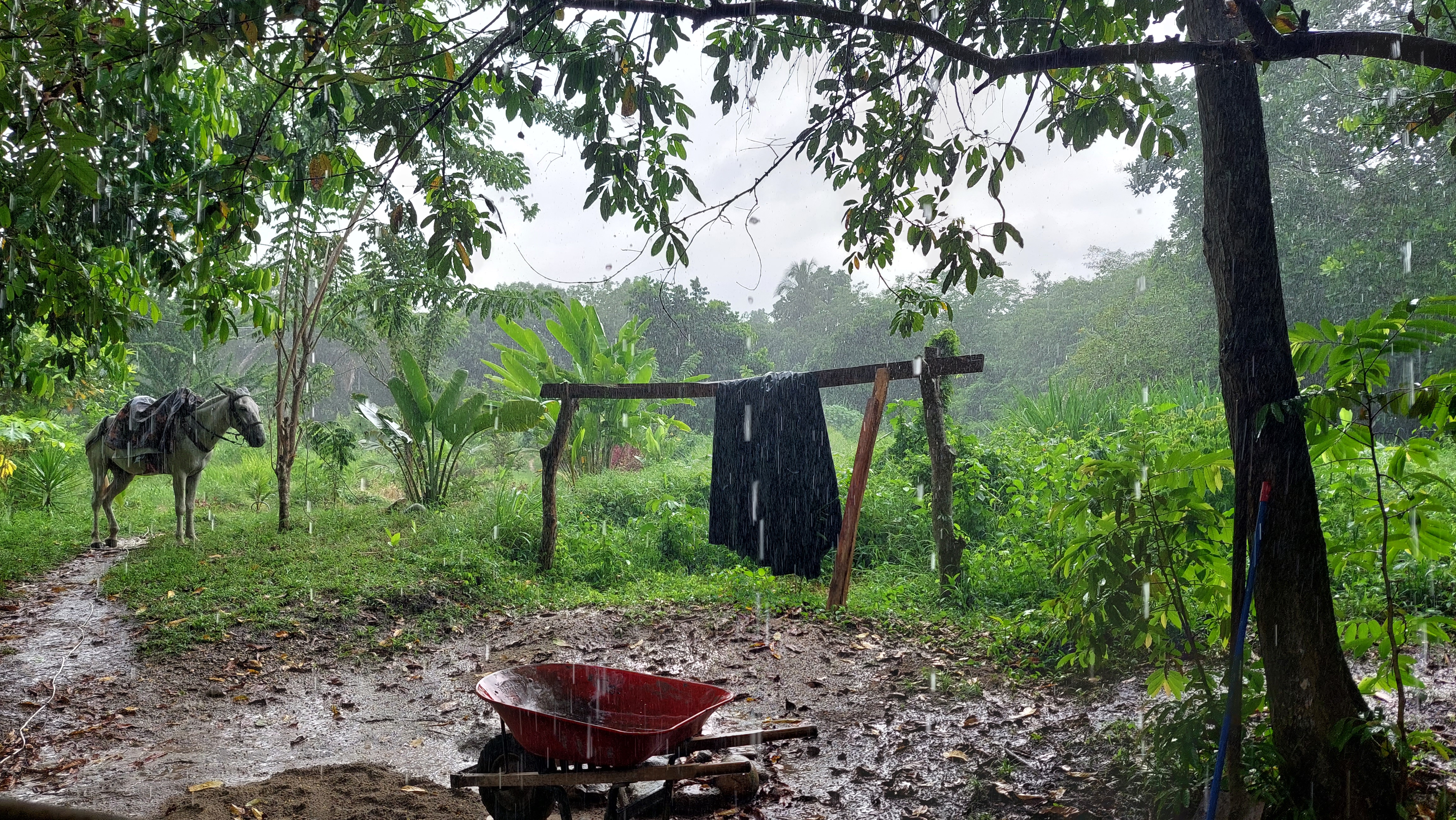 Regen, Pferd
