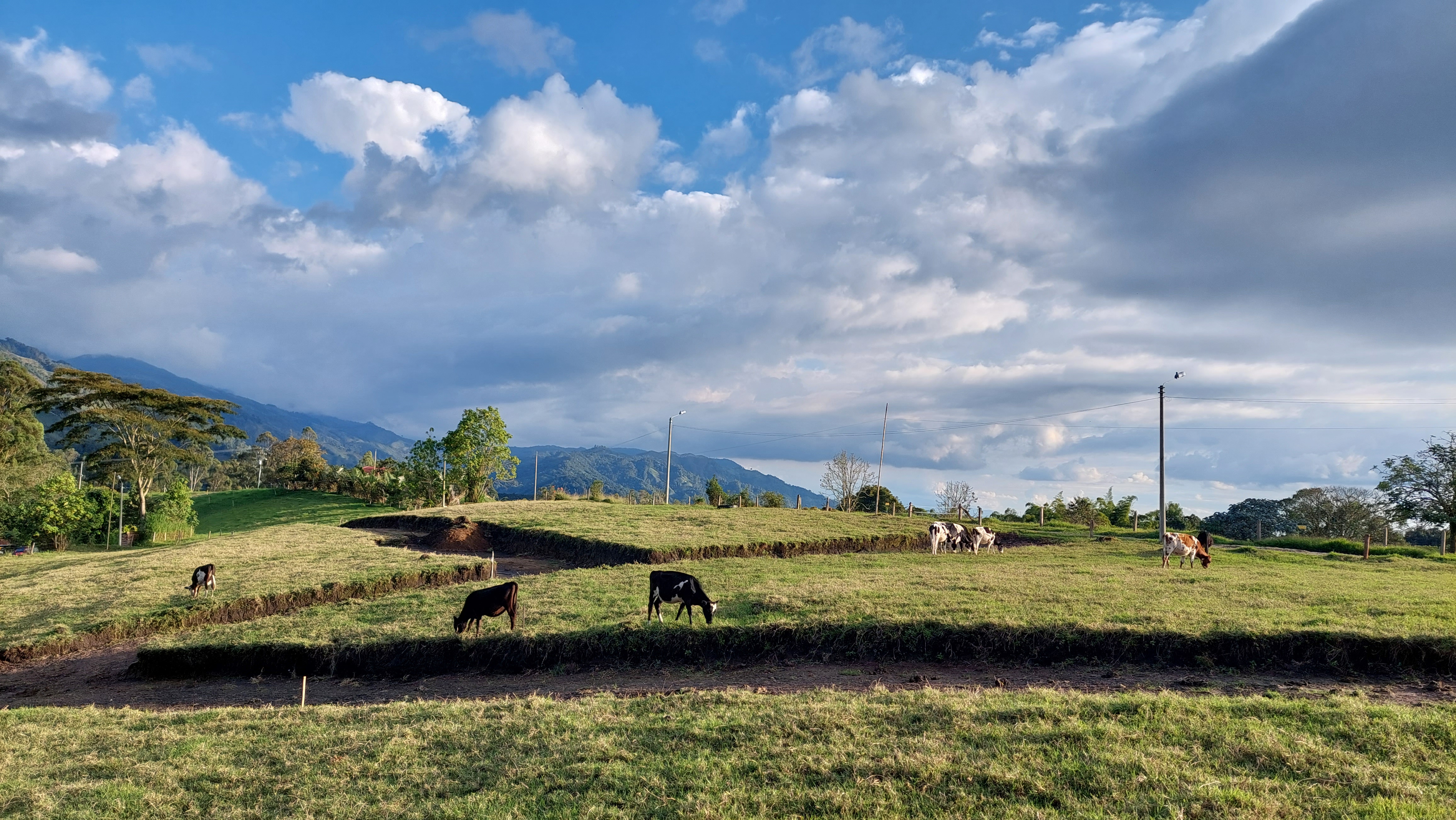 Ausblick Kühe
