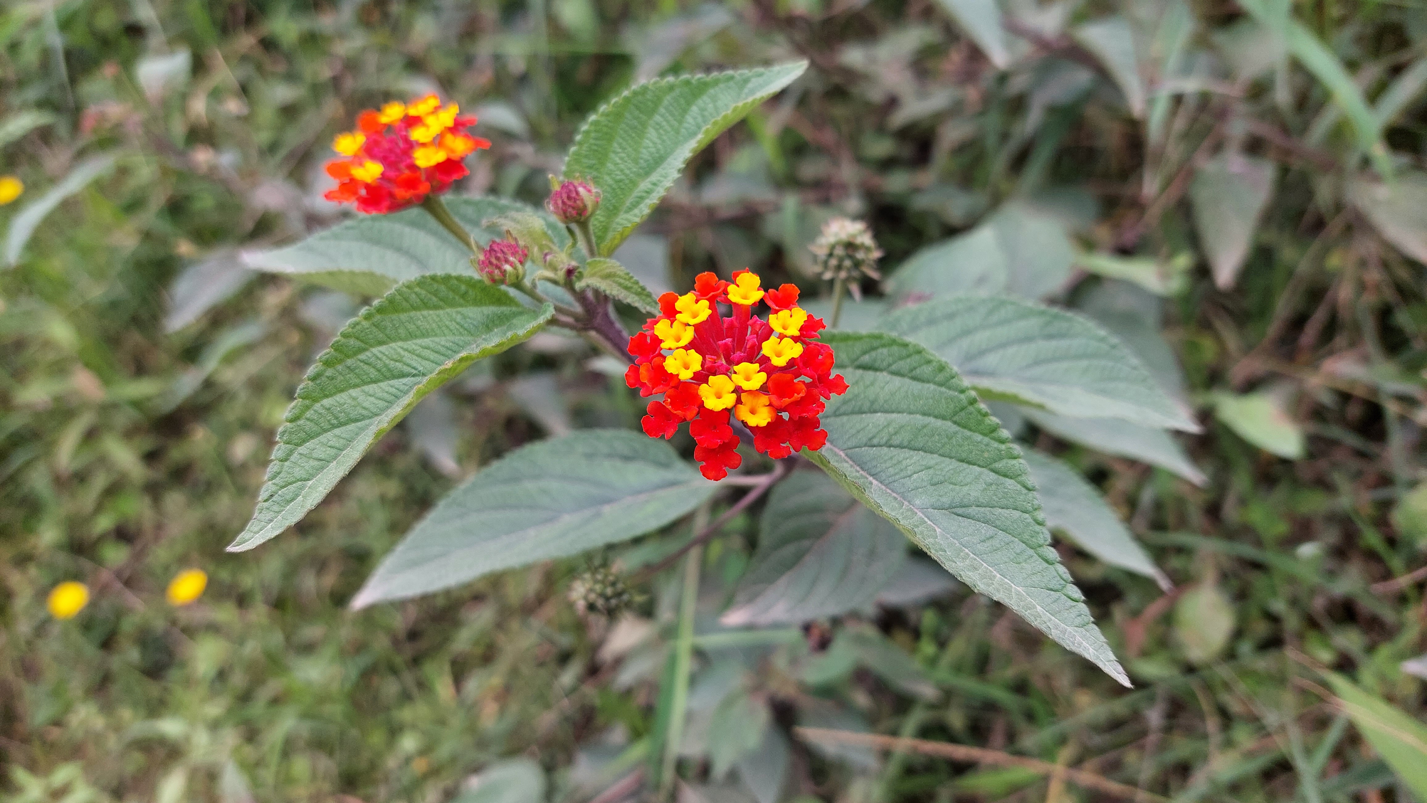 Blume