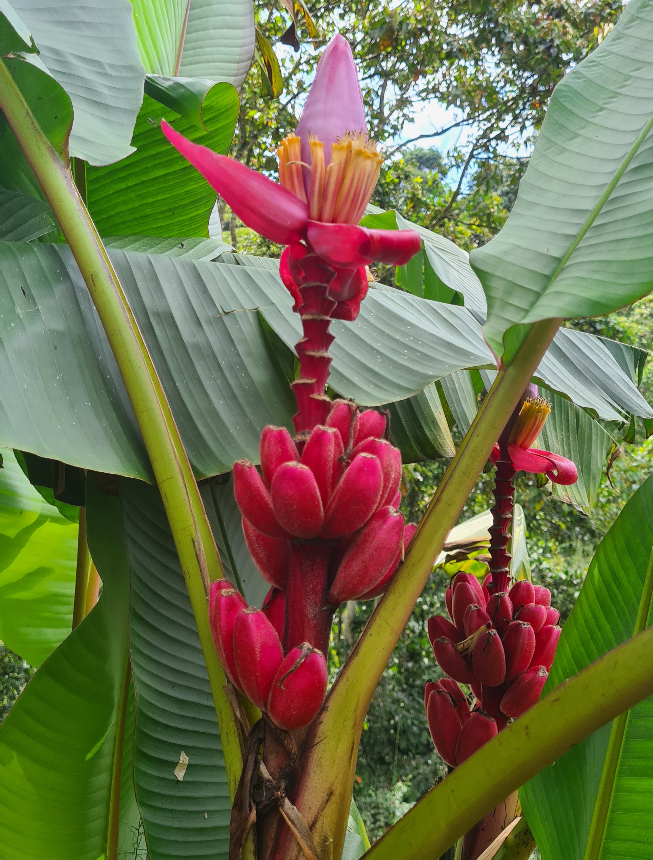 Rote Banane