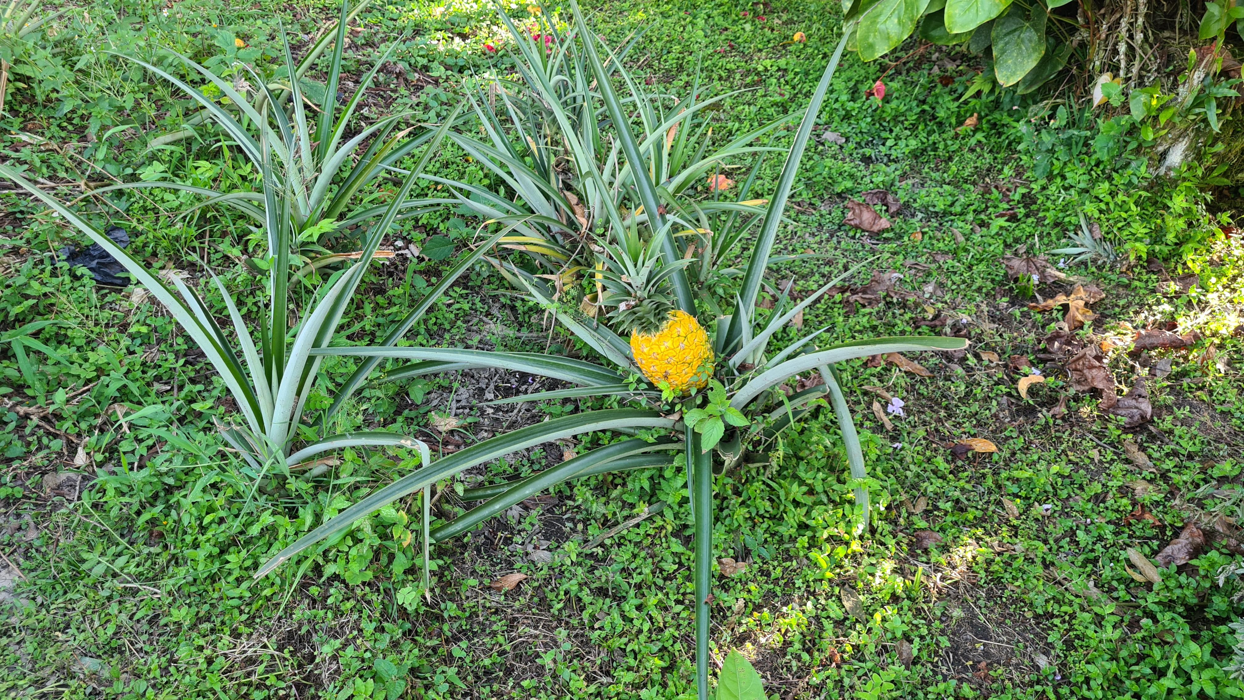 Ananas