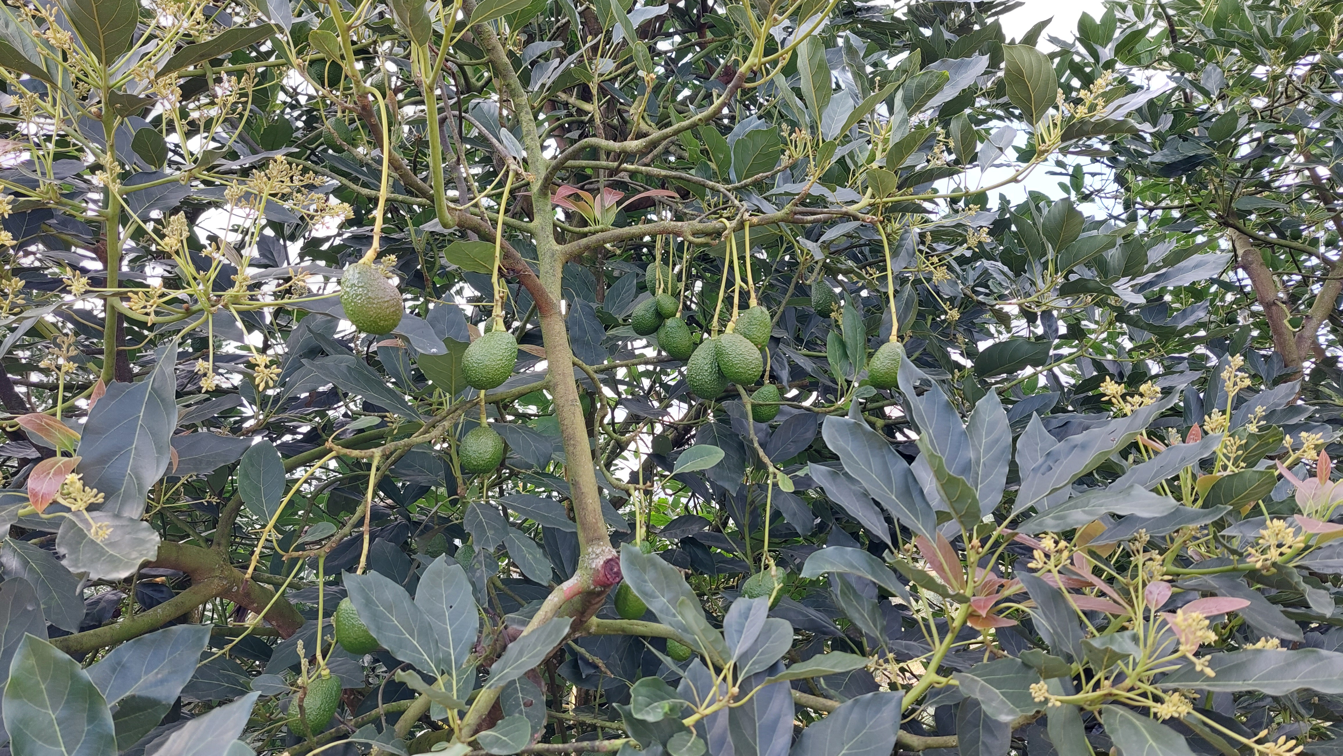 Avocado