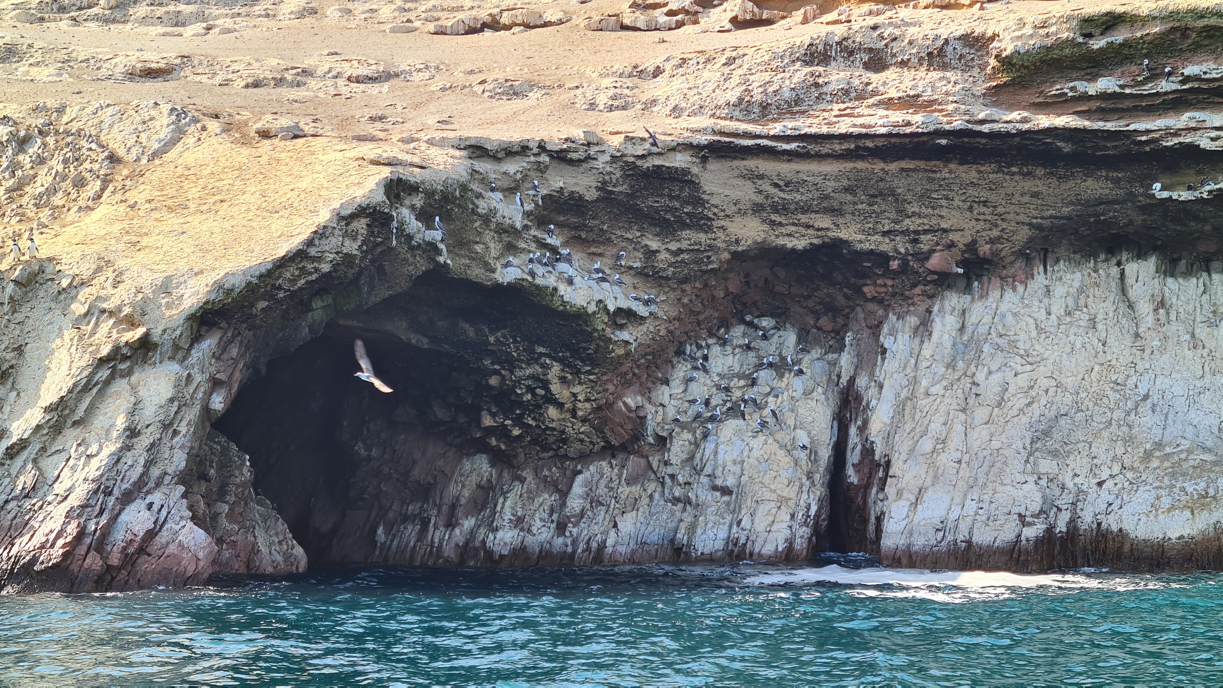 Peruanischer Booby