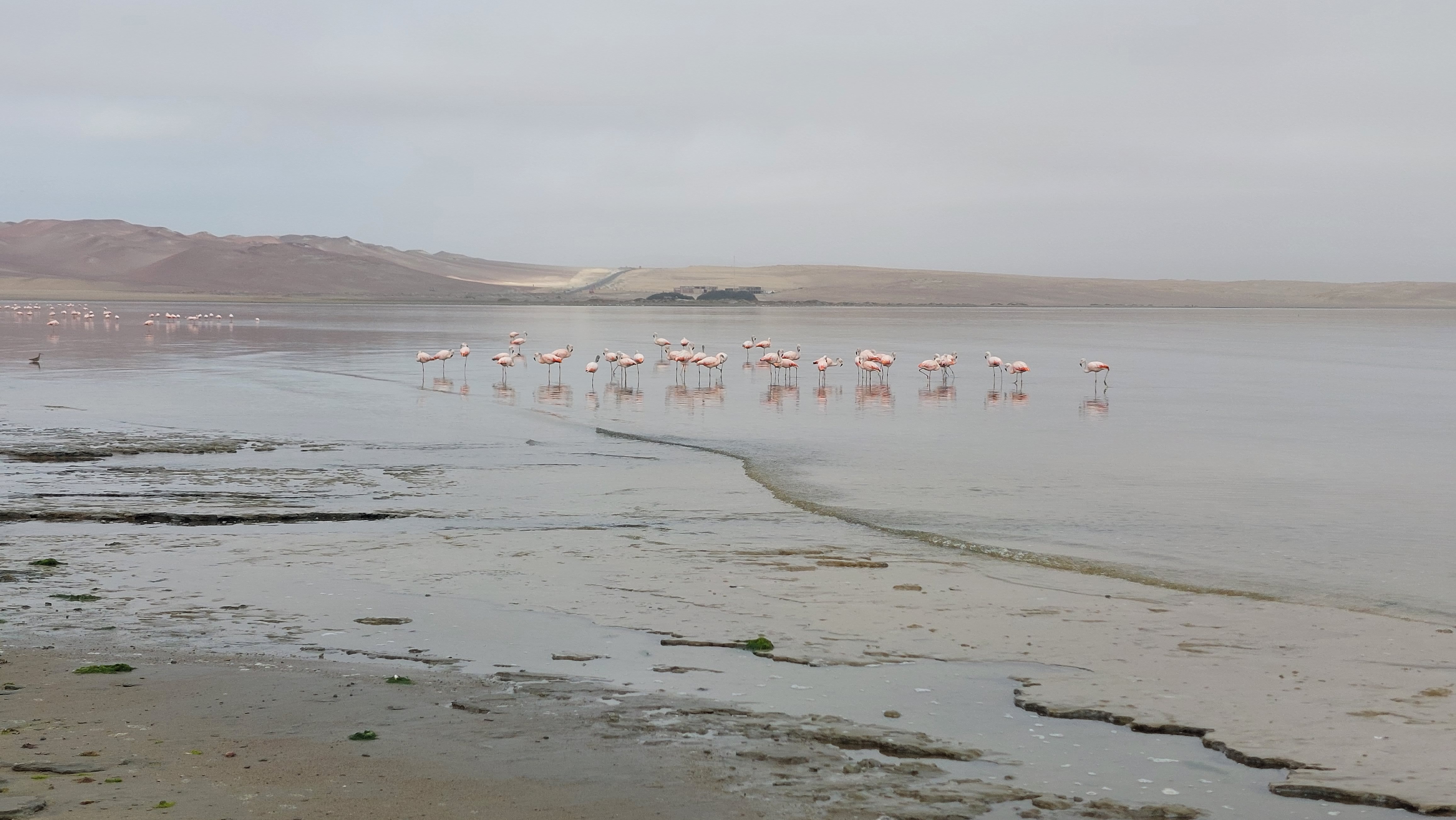 Flamingos