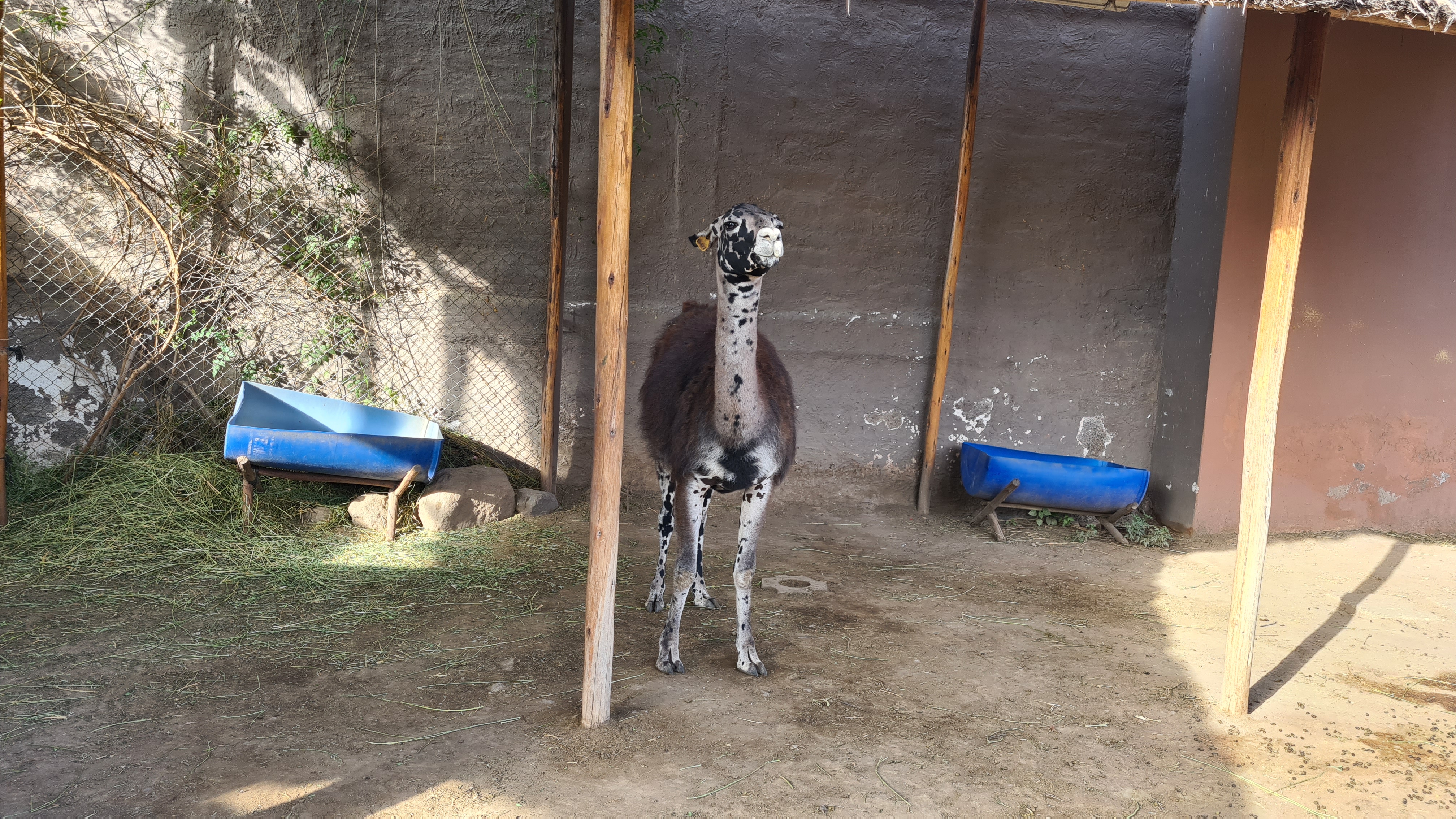 Geschecktes Lama