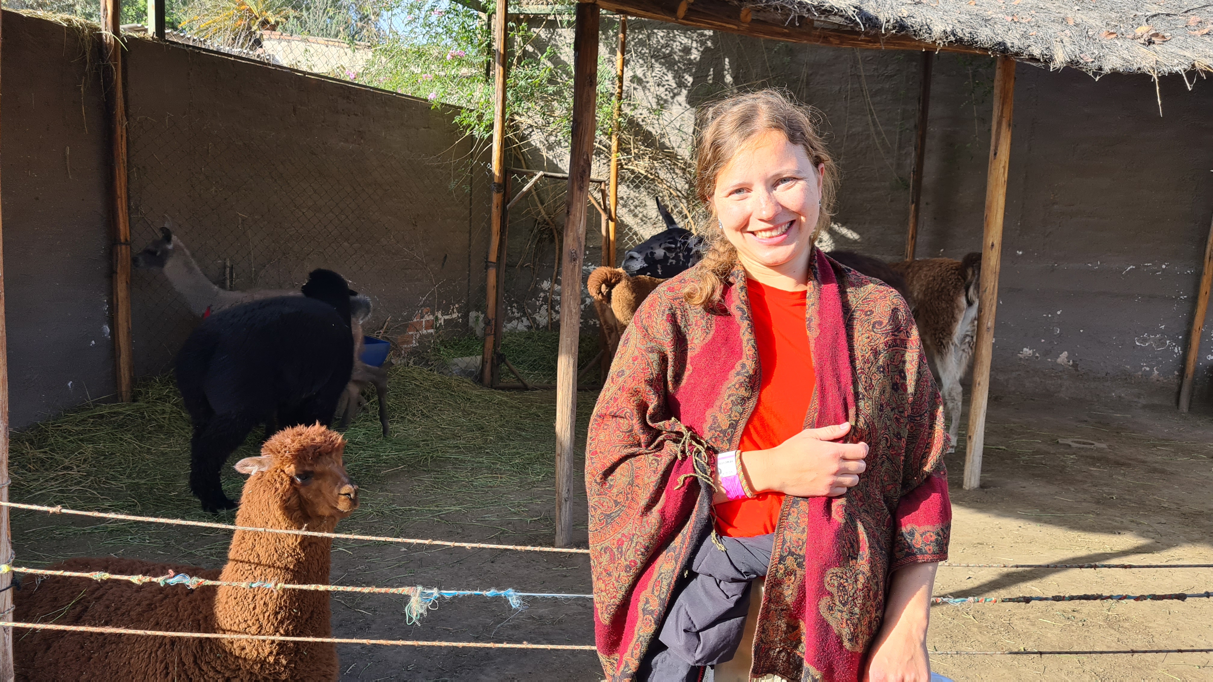 Die Lamas und ich