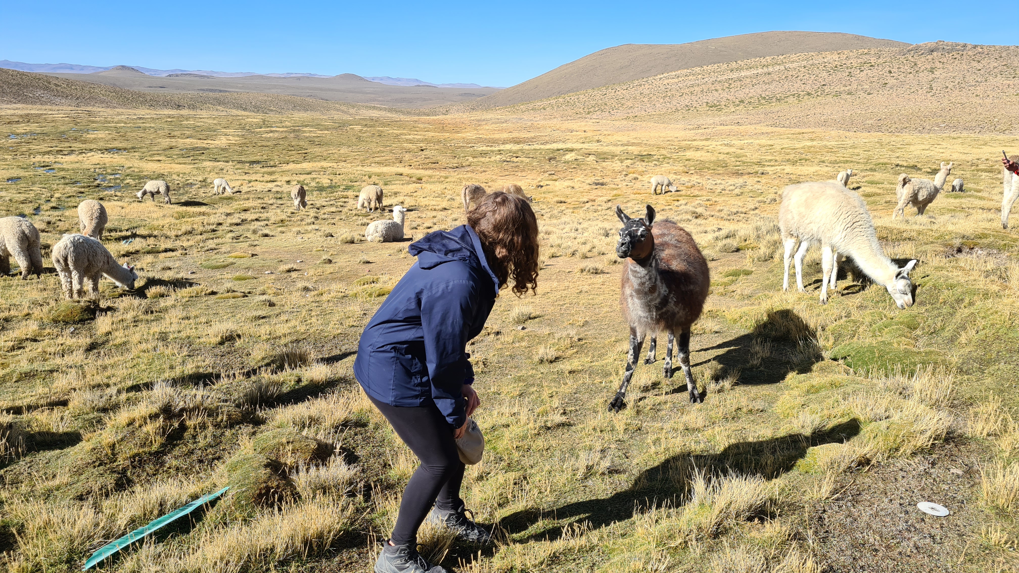 Versuch eines Alpacafotos