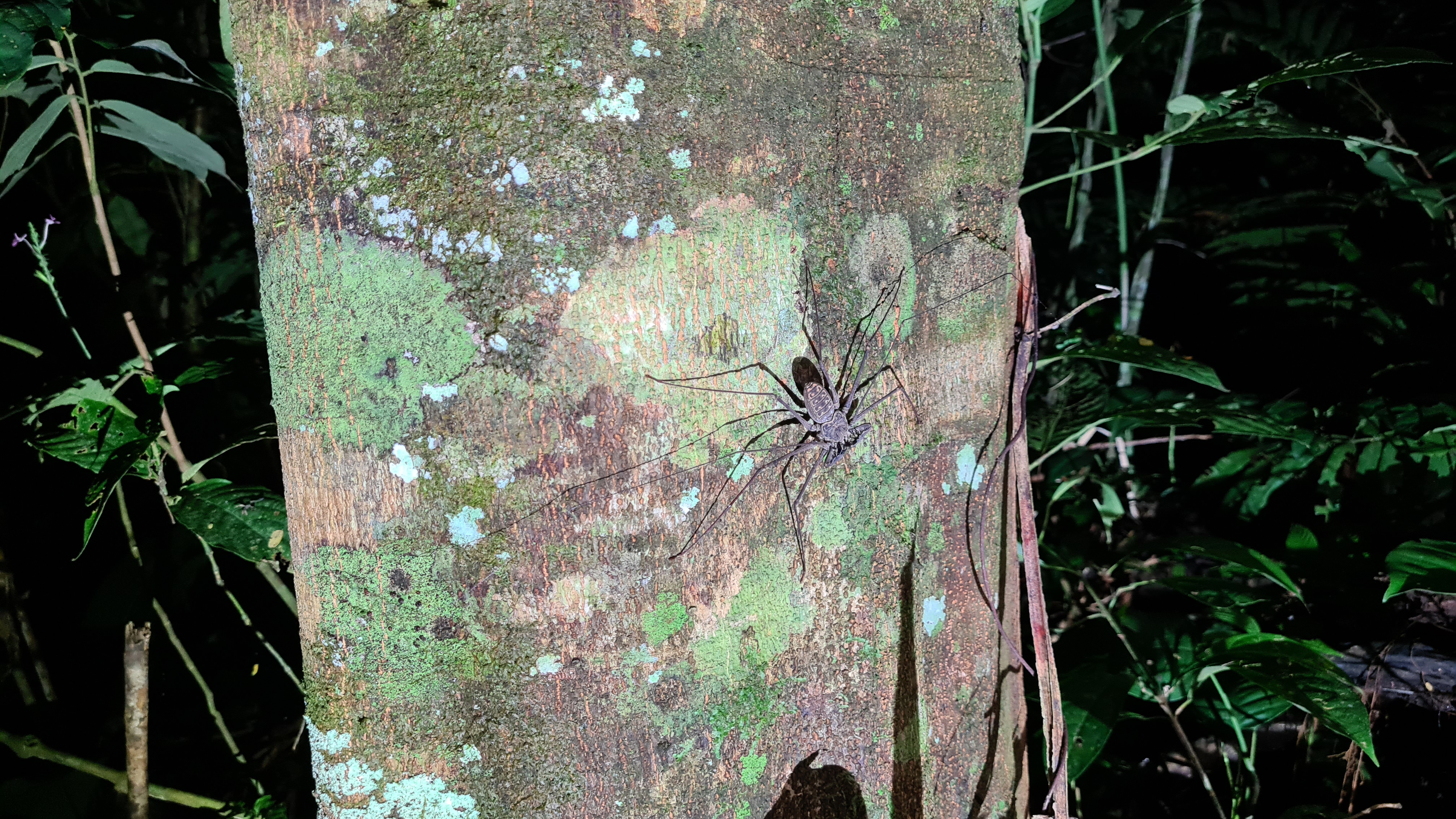 Todesspinne