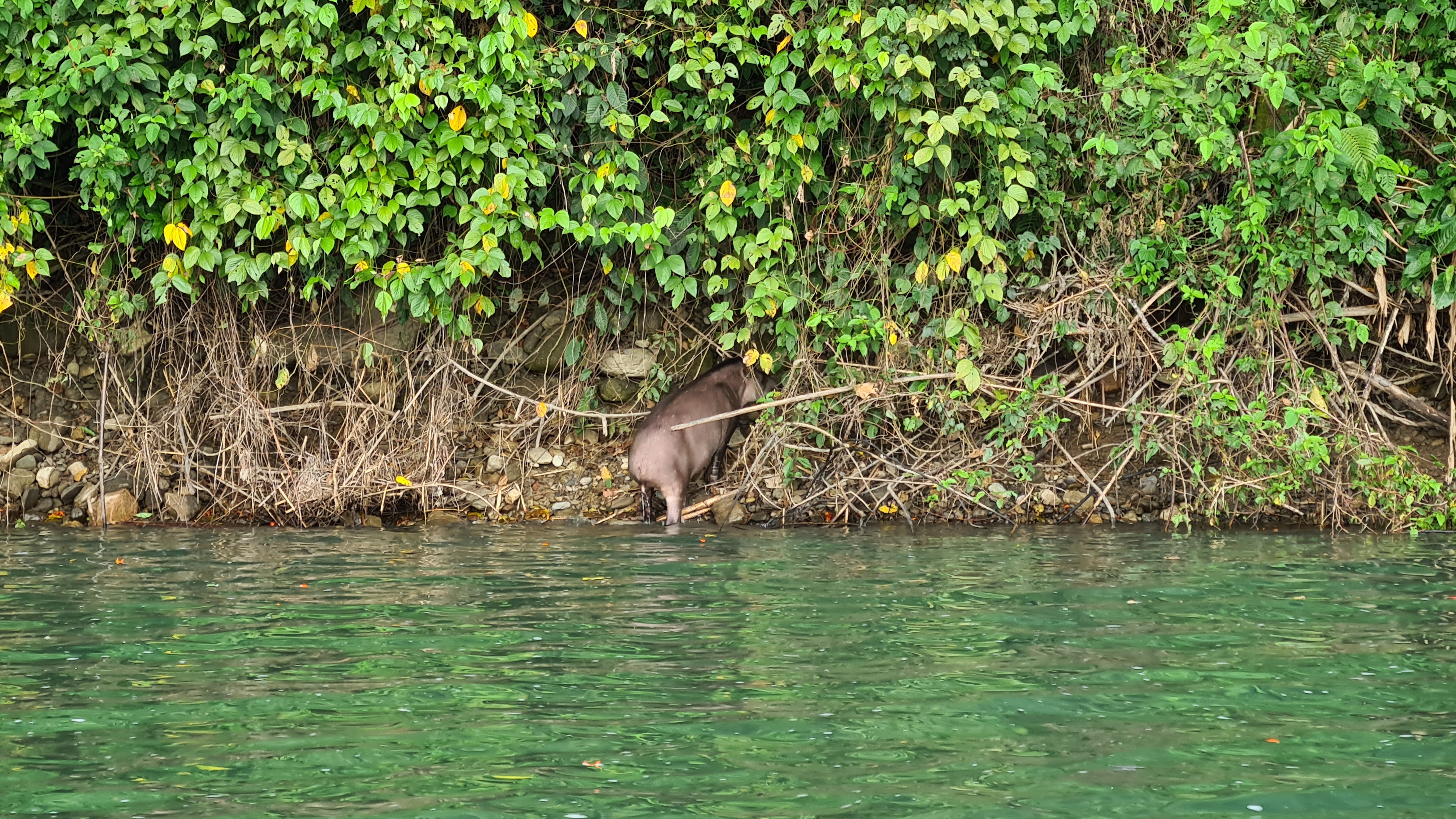 Der Tapir