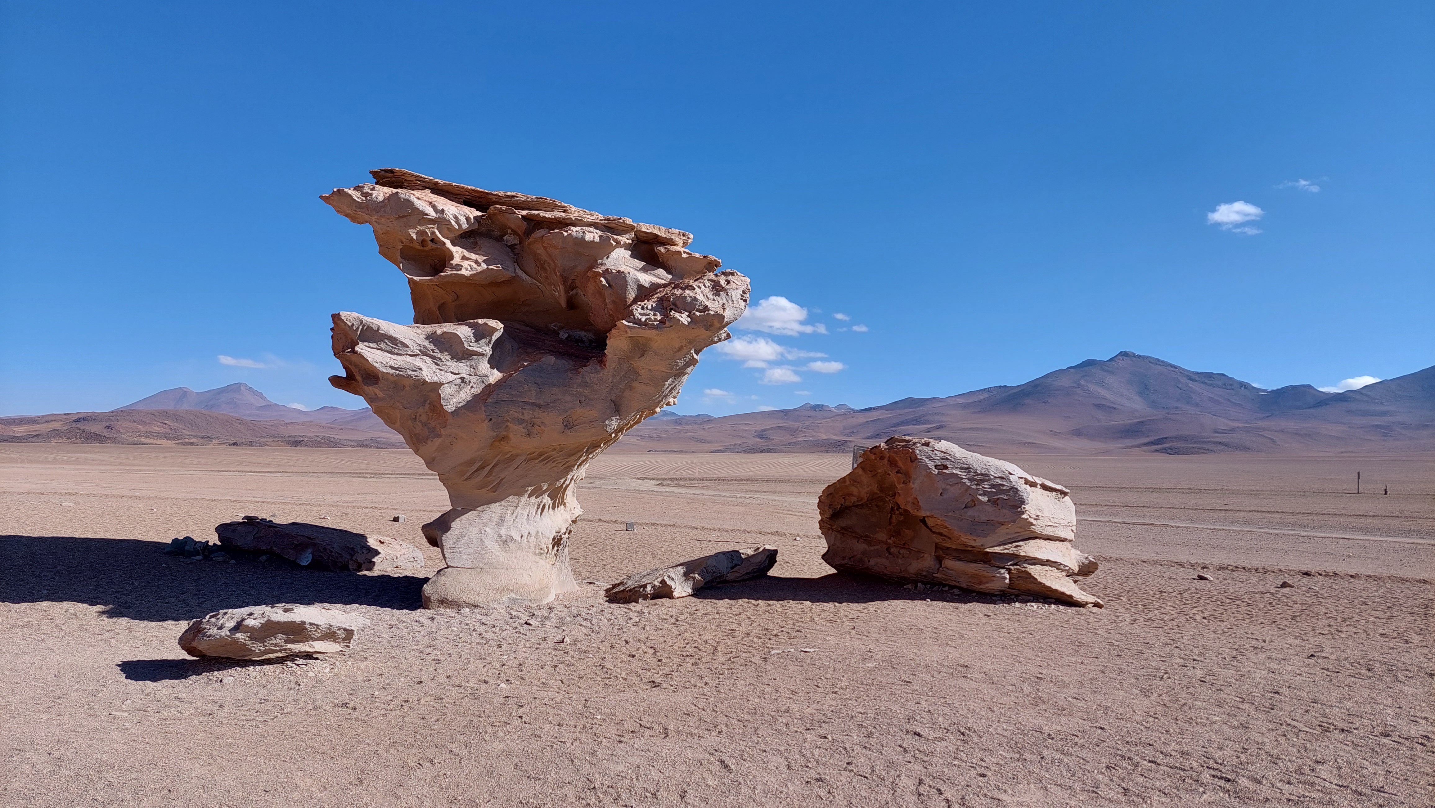 Arbol de piedra