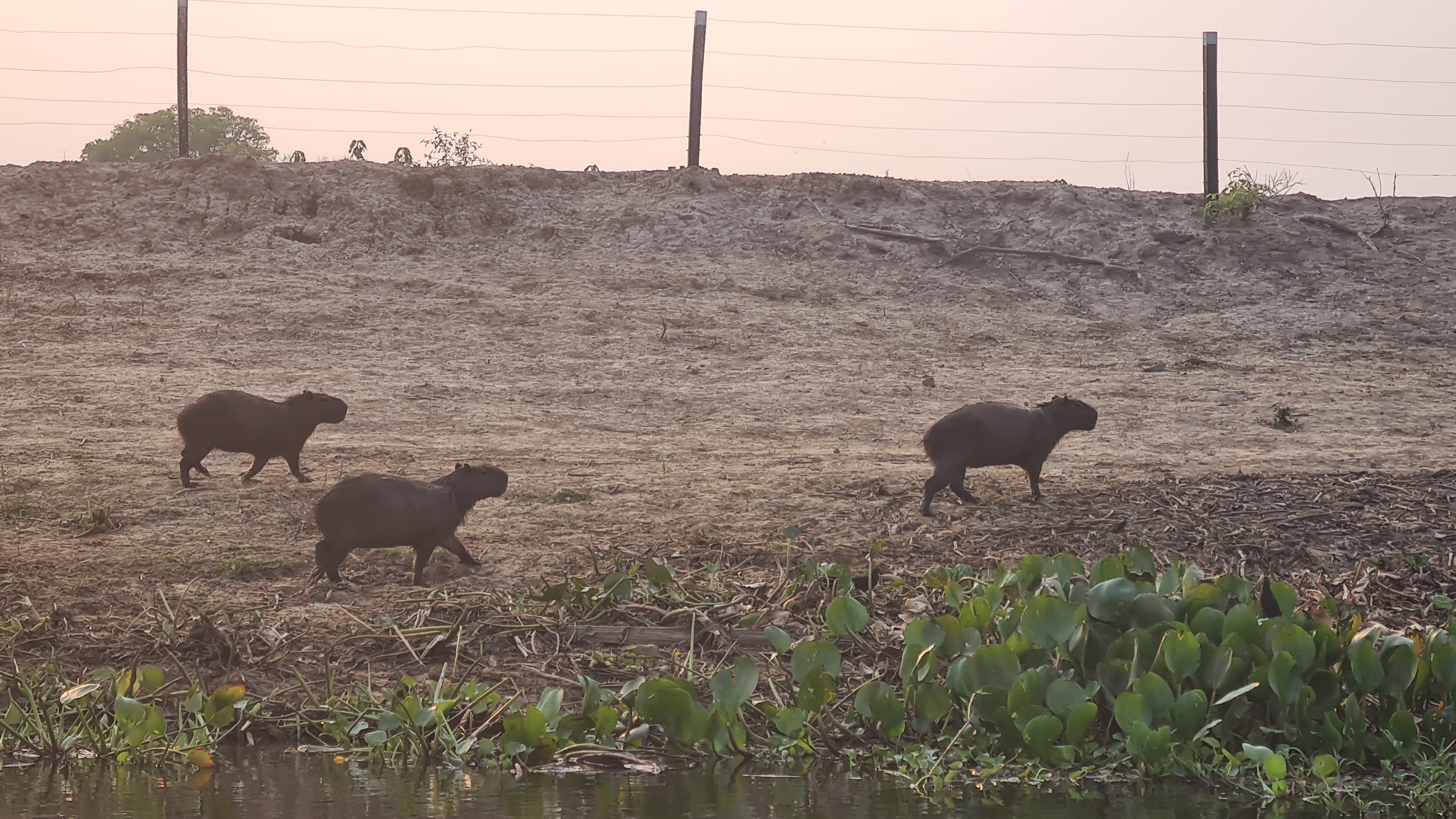 Capybara Adé