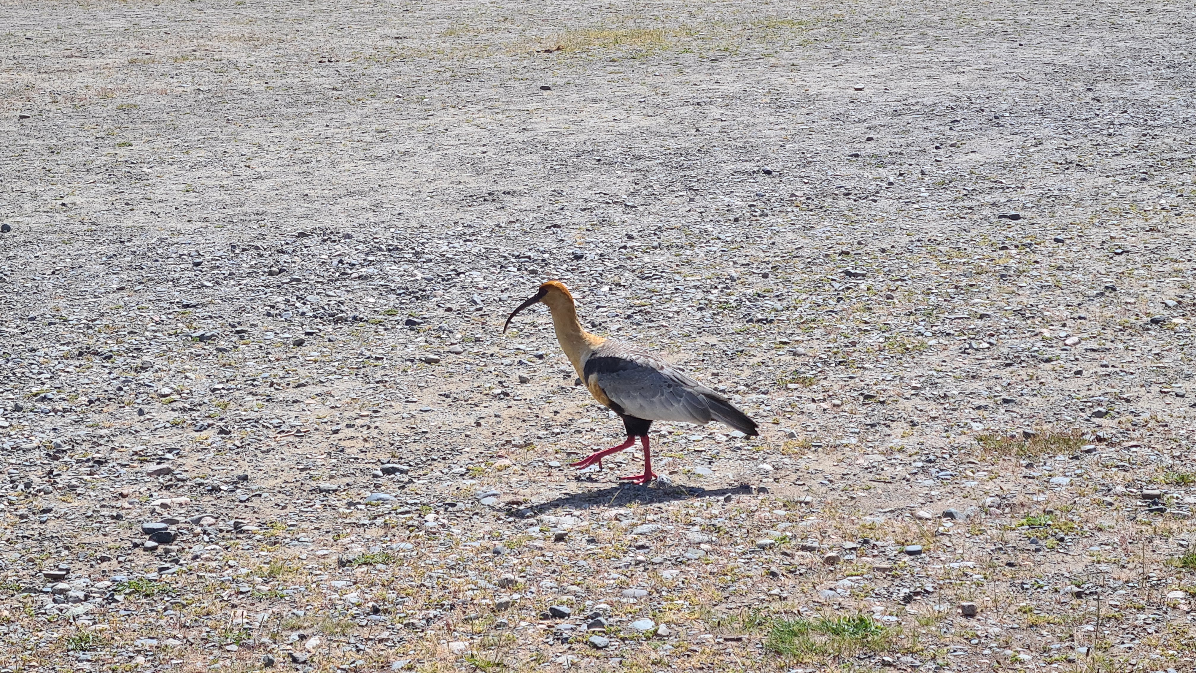 Vogel