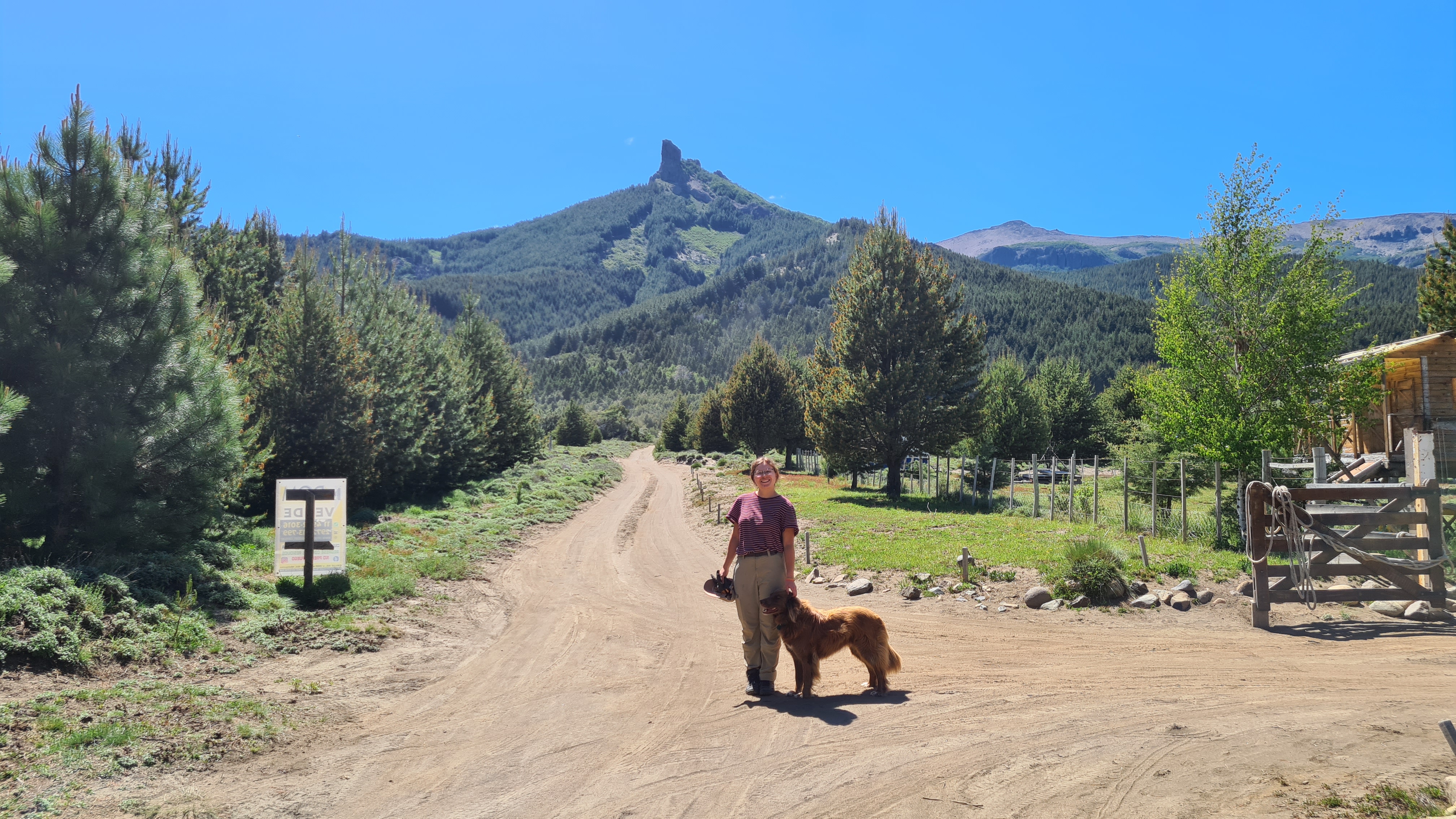 Hund mit Aussicht