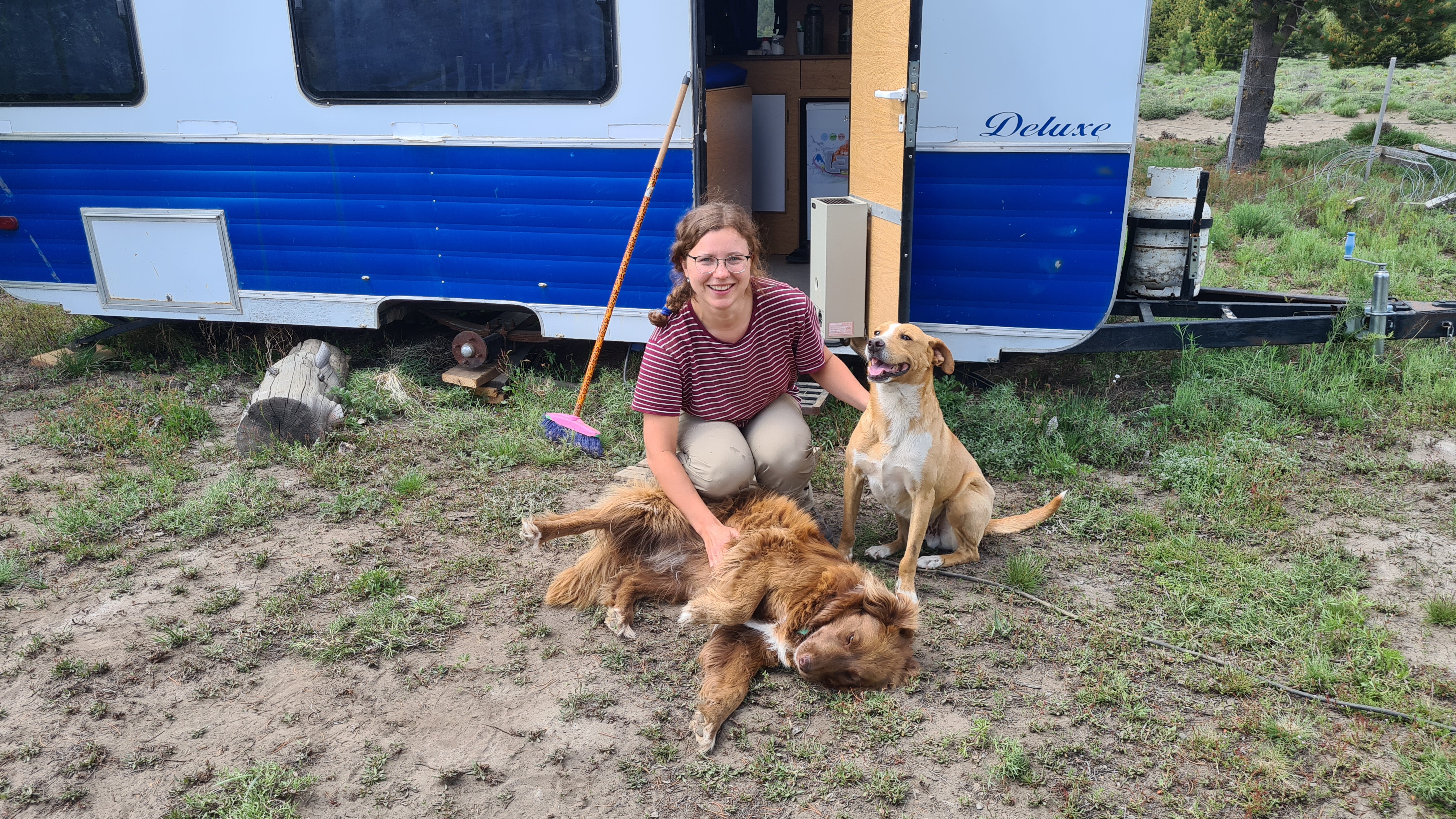 zwei Hunde, Wohnwagen