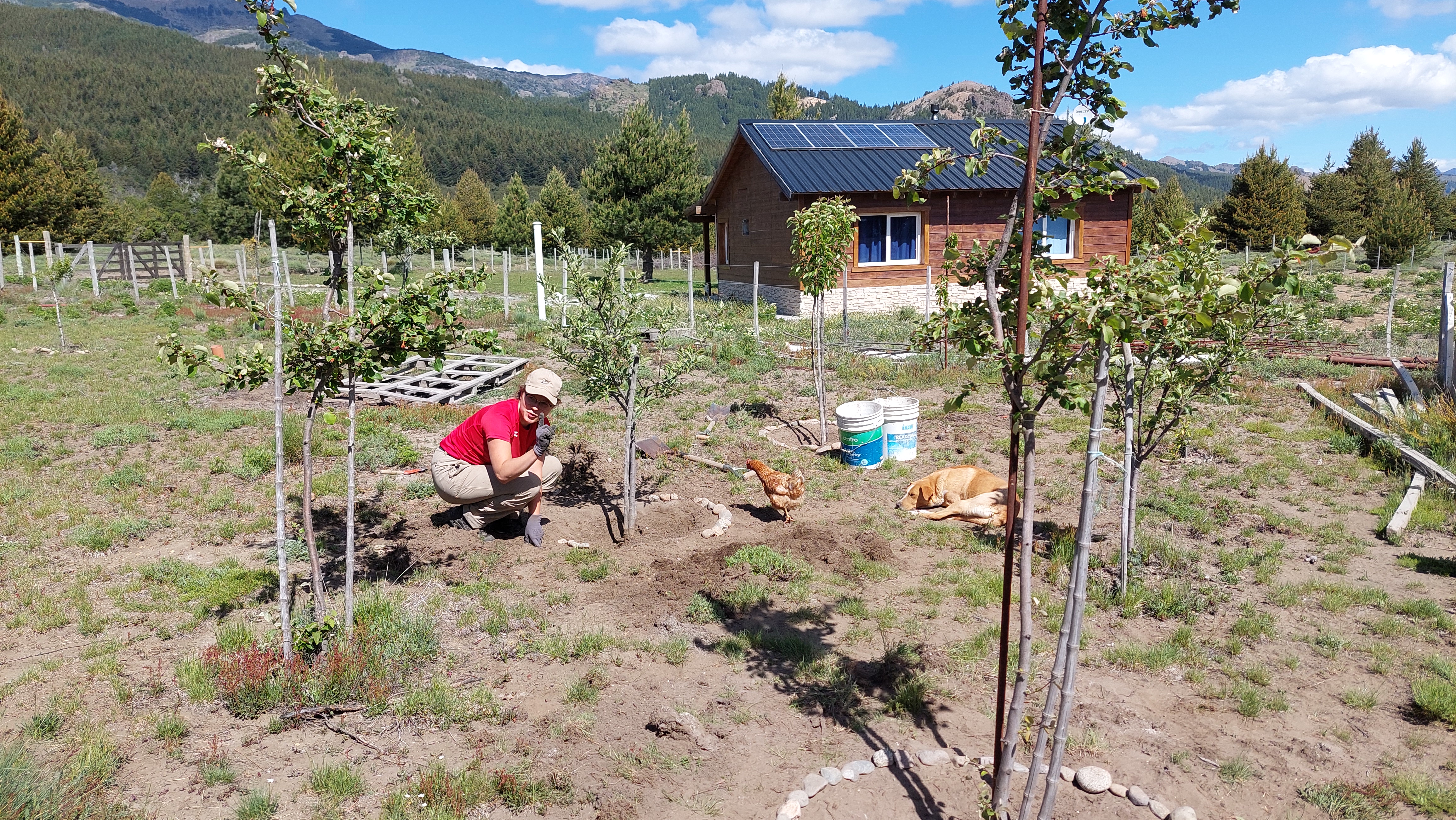 Arbeit Baumkreise