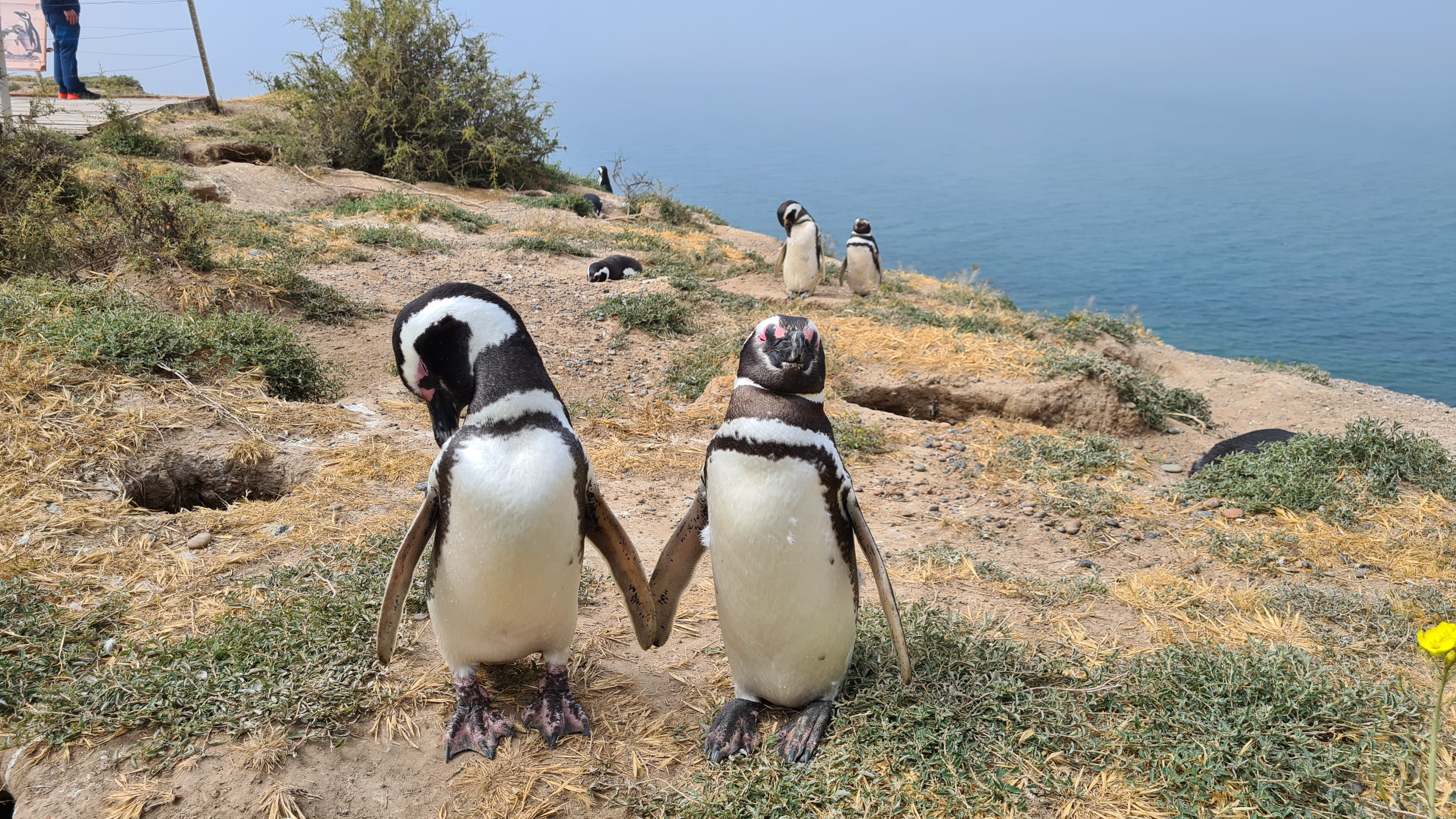 Pinguinpaar