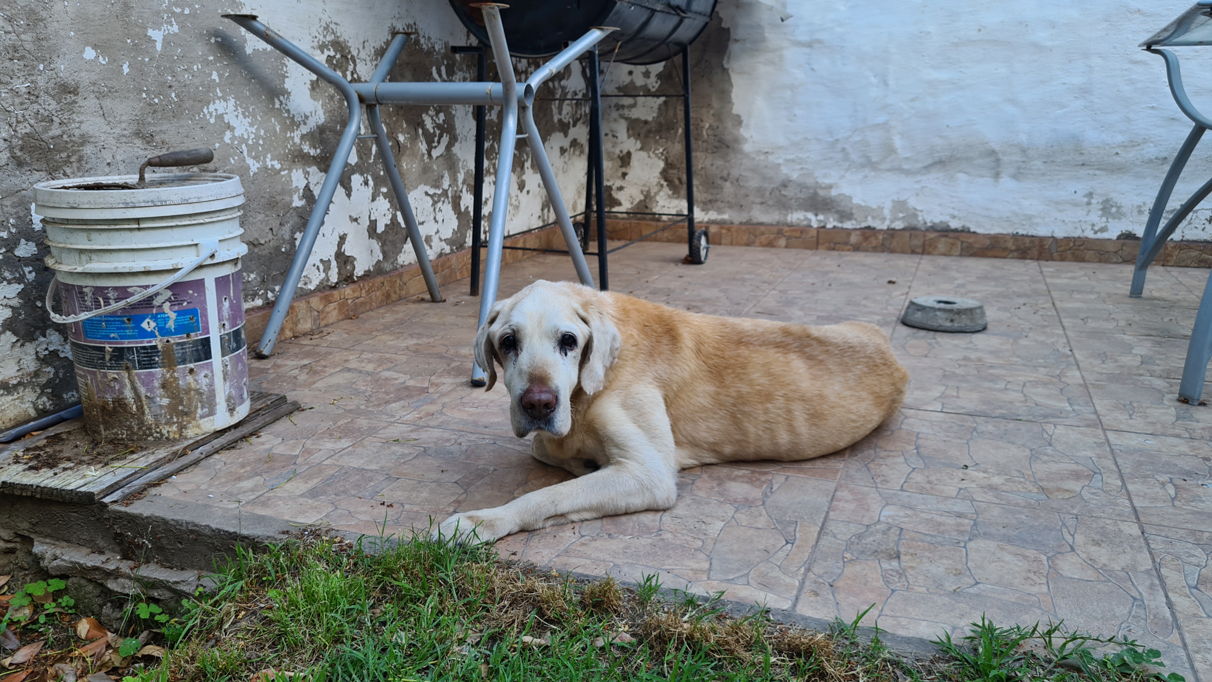 Hund der Weisen